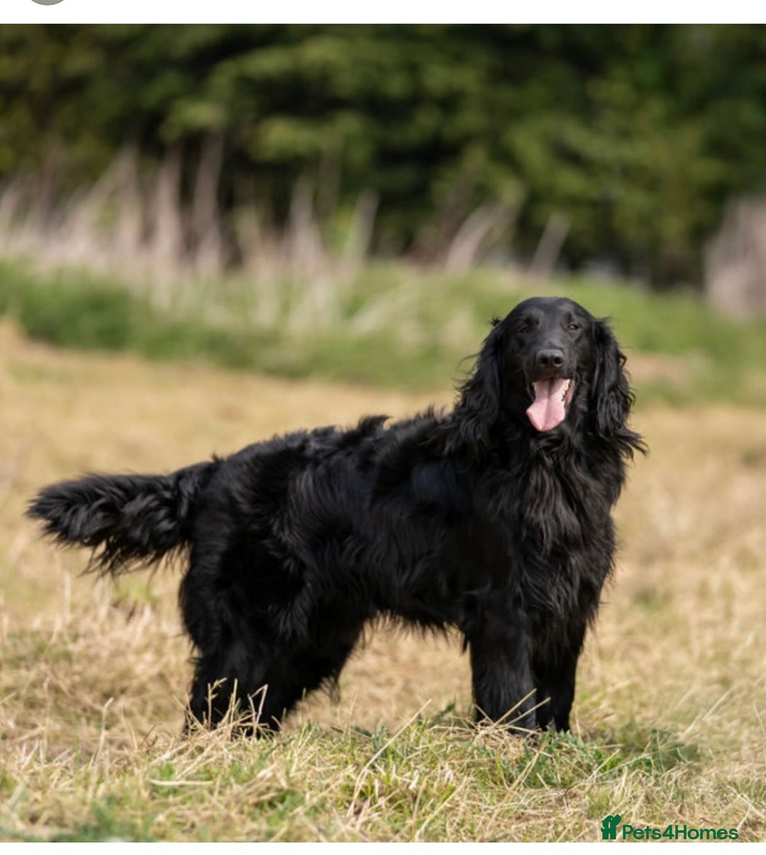 Flat coated Retriever dogs for sale: *2 Males* KC from working health tested parents - Image 5