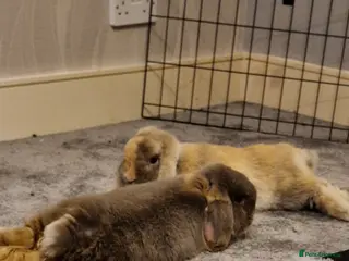 French Lop rabbits 2 neutered male bonded French lops - Advert 4