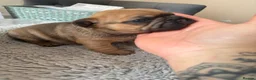 French Bulldog dogs for sale: TOP QUALITY KC REG FRENCH BULLDOG PUPPIES(HEALTHT) - Advert 24