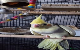 Cockatiels birds for sale: Baby cockatiel - Image 6