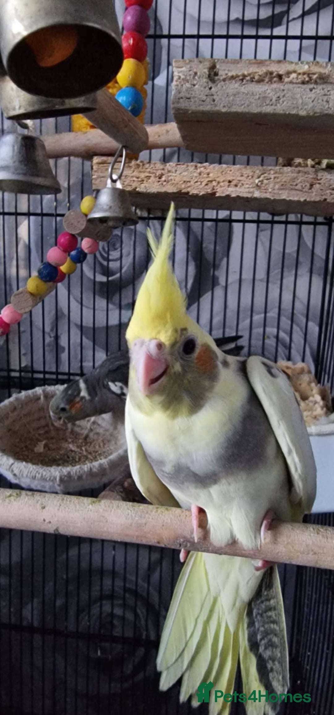 Cockatiels birds for sale: Baby cockatiel - Image 6