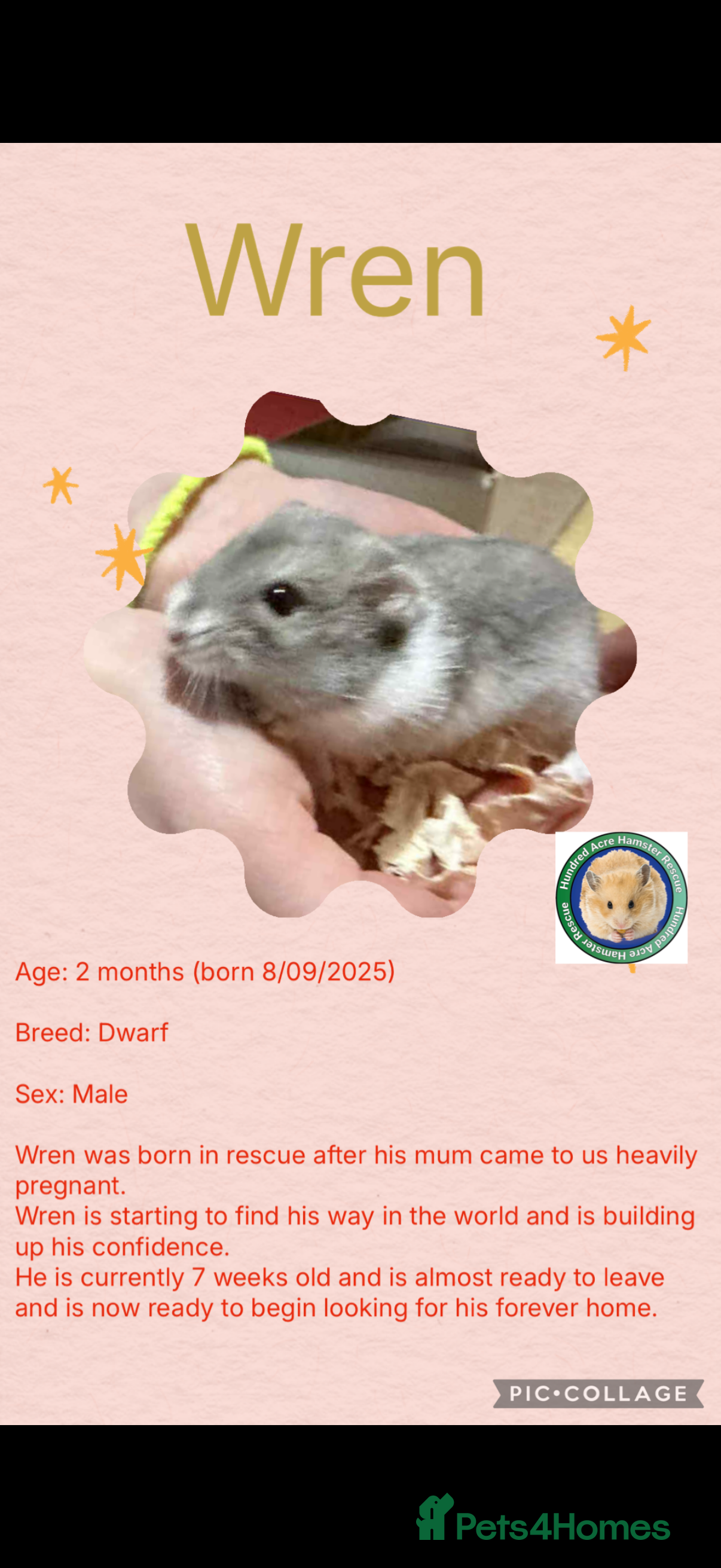 Hamster rodents Hamsters  - Advert 4