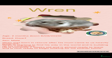 Hamster rodents Hamsters  - Advert 10