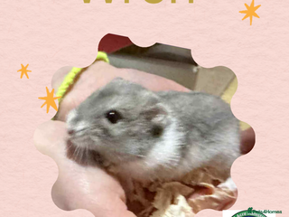 Hamster rodents Hamsters - Advert 10