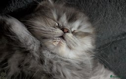 Persian cats for sale: Beautiful Persian kittens  - Image 3