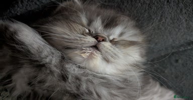 Persian cats - Advert 16
