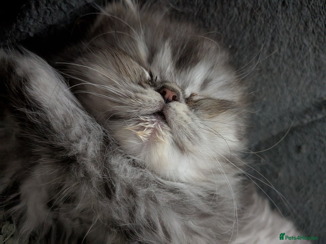 Persian cats for sale: Beautiful Persian kittens  - Image 3