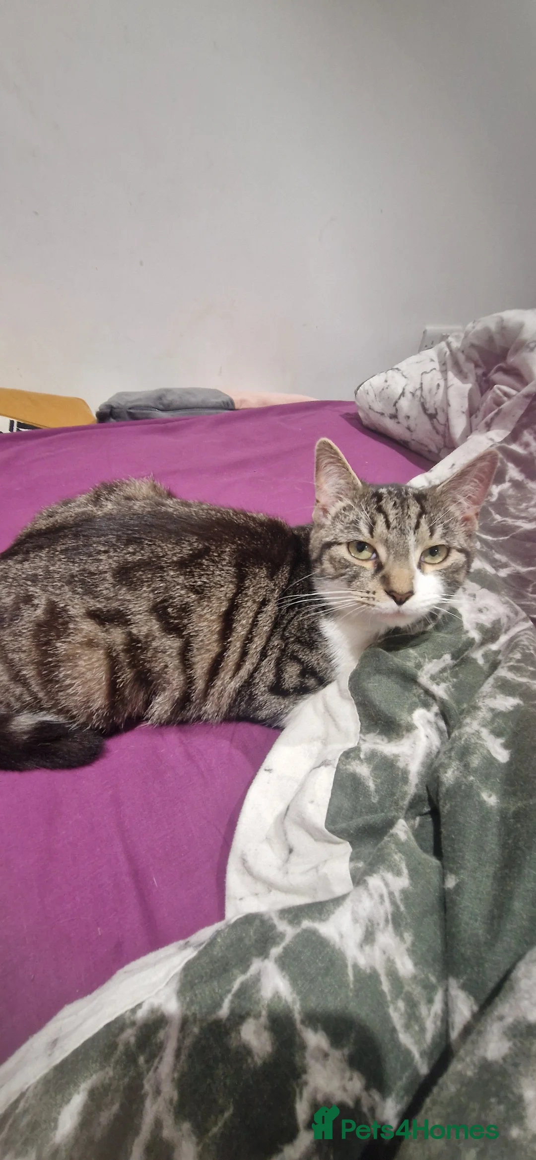 British Shorthair cats for sale: Shorthair  - Advert 5