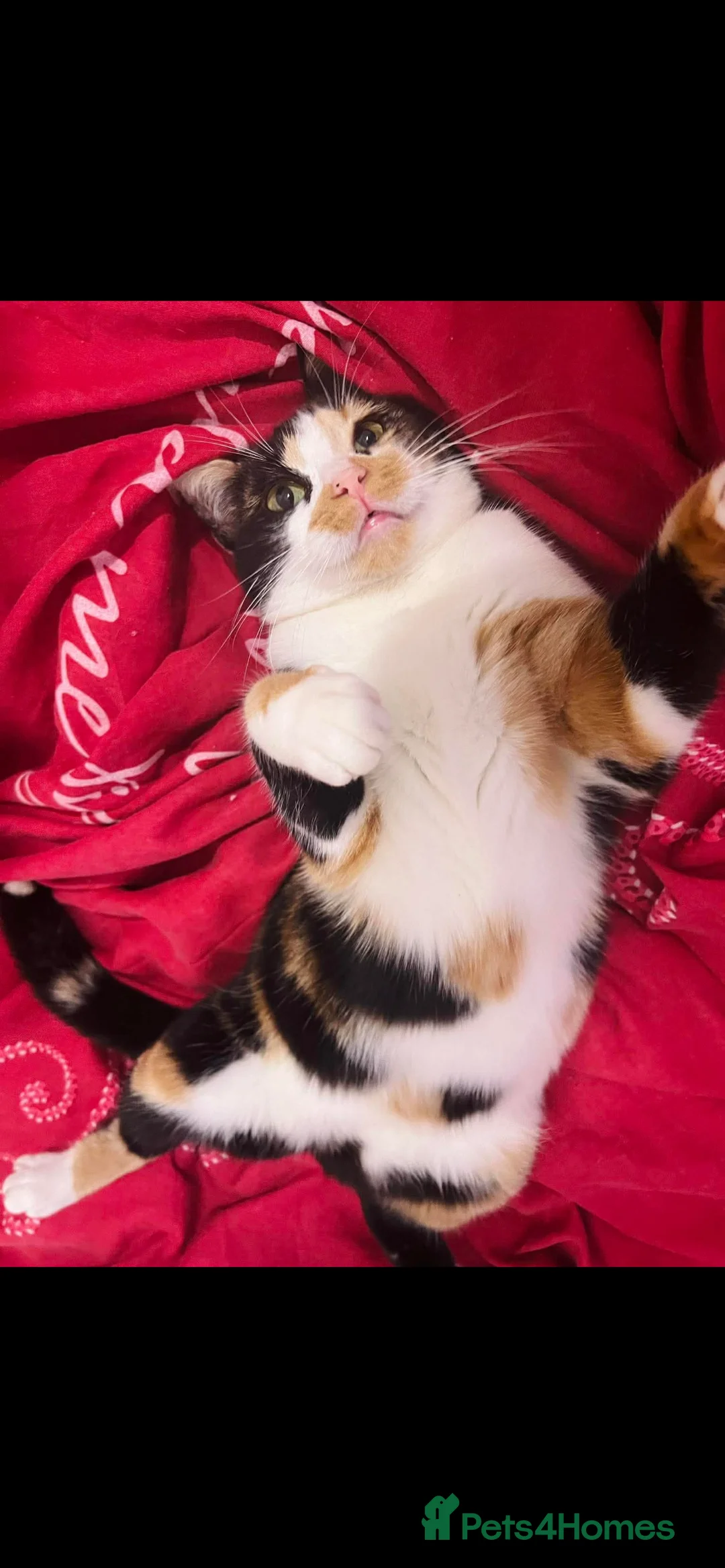 British Shorthair cats for sale: Beautiful Calico Cat Looking for a Loving Home in Birmingham - Advert 4