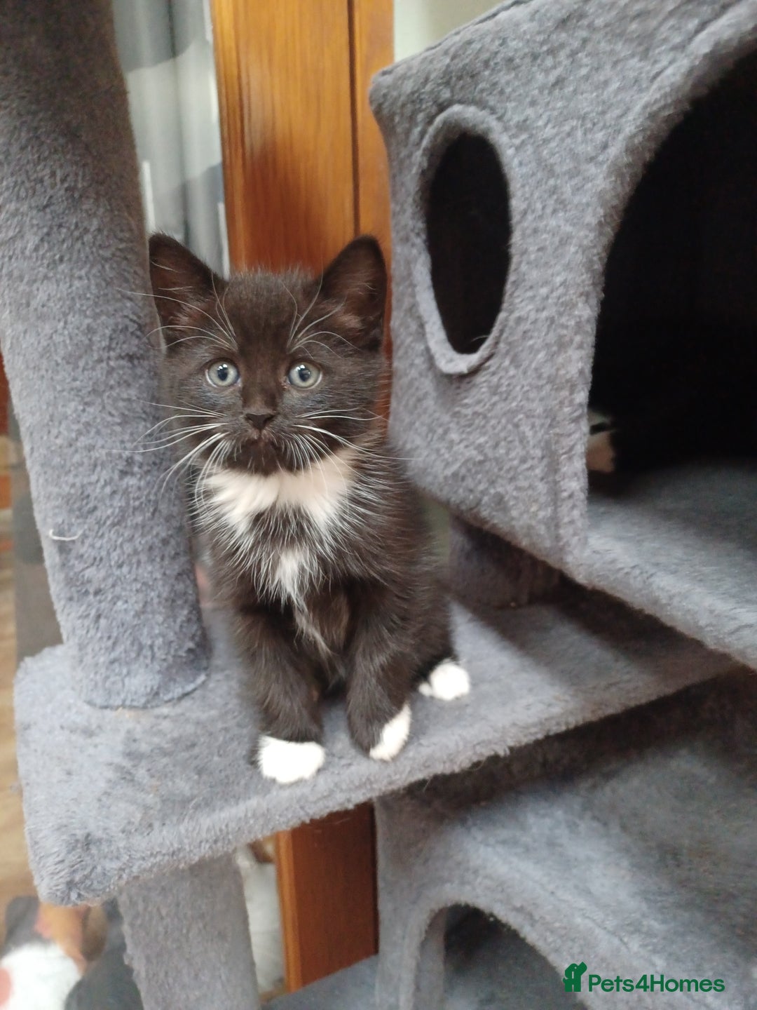 Mixed Breed cats for sale: Adorable cuddly kittens - Advert 4