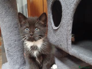 Mixed Breed cats Adorable cuddly kittens - Advert 3