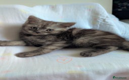 Persian cats for sale: Beautiful mixed Persian kitten 🐾 - Image 13