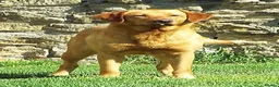 Labrador Retriever dogs for sale: FTCH Sired, K C Reg, Extensively Health Tested in Shaftesbury - Advert 4