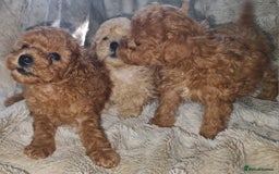 Toy Poodle dogs for sale: Tiny kc puppies,DNA&Genetic tested parents  - Image 17