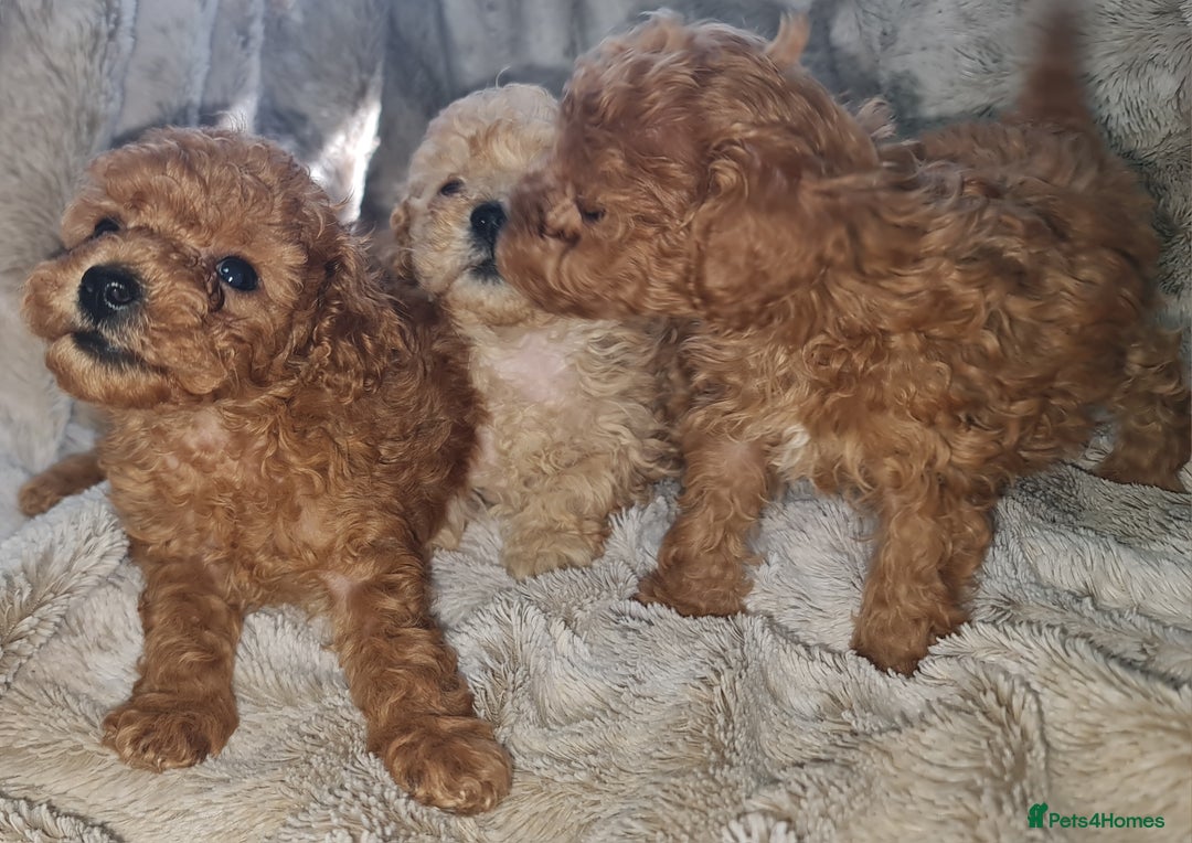 Toy Poodle dogs for sale: Tiny kc puppies,DNA&Genetic tested parents  - Image 17