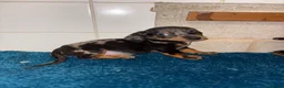 Dachshund dogs for sale: Miniature dachshund - Advert 17