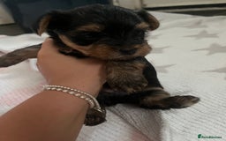 Yorkshire Terrier dogs for sale: yorkshire terrier pups - Image 3