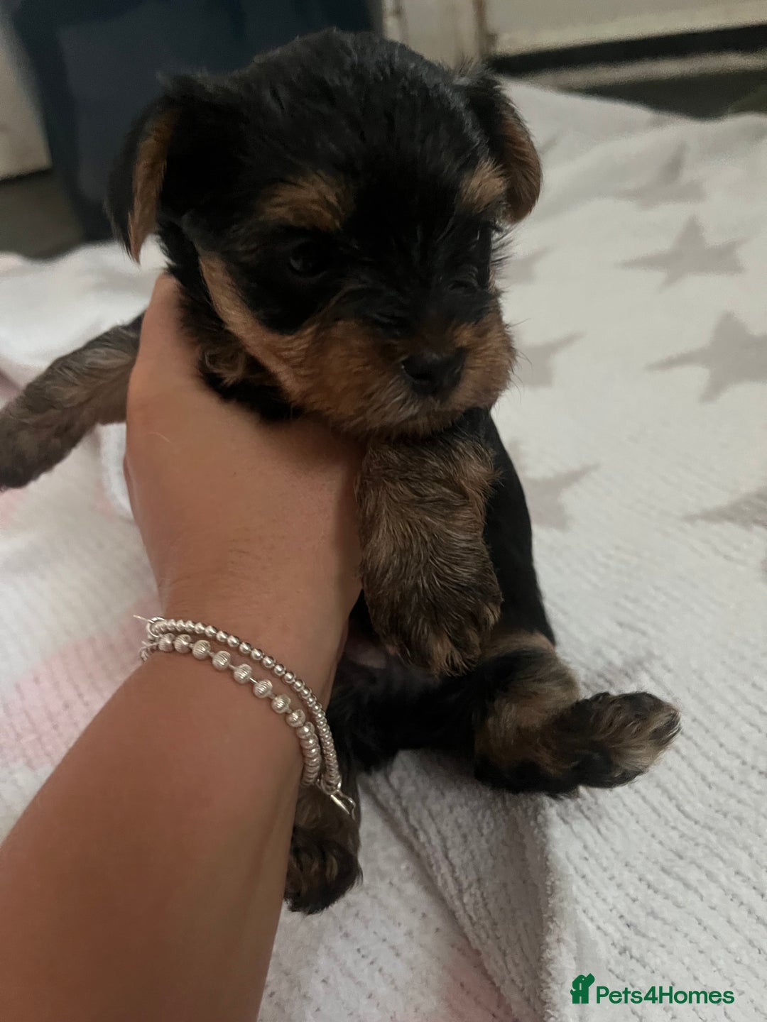 Yorkshire Terrier dogs for sale: yorkshire terrier pups - Image 3