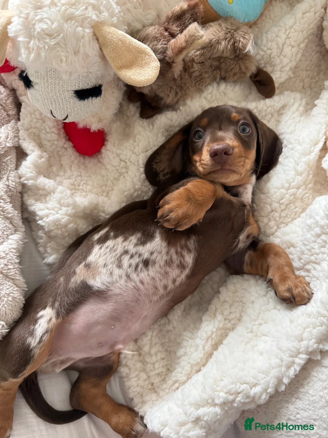 Miniature Dachshund dogs for sale: Beautiful Miniature Dachshund Puppy in Gloucester - Advert 2