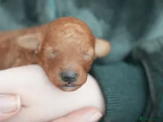 Mixed Breed dogs TOY X MINIATURE POODLE PUPPIES - RED - Advert 14