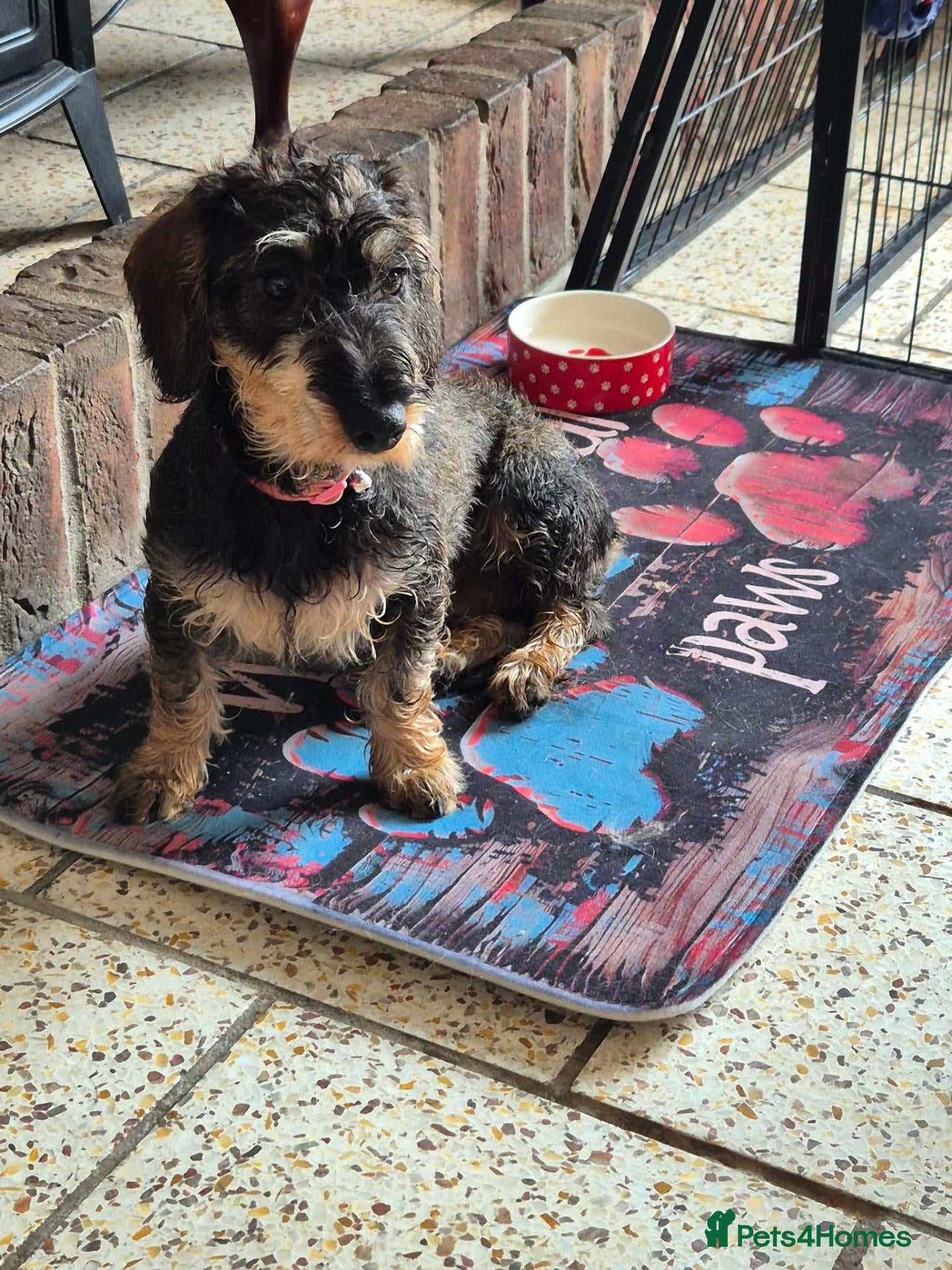 Dachshund dogs Dachshund puppies for sale - Advert 10