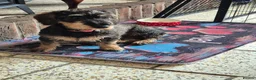 Dachshund dogs for sale: Dachshund puppies for sale - Advert 1