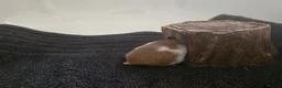 Hamster rodents for sale: Young Syrian hamster for sale - Advert 3