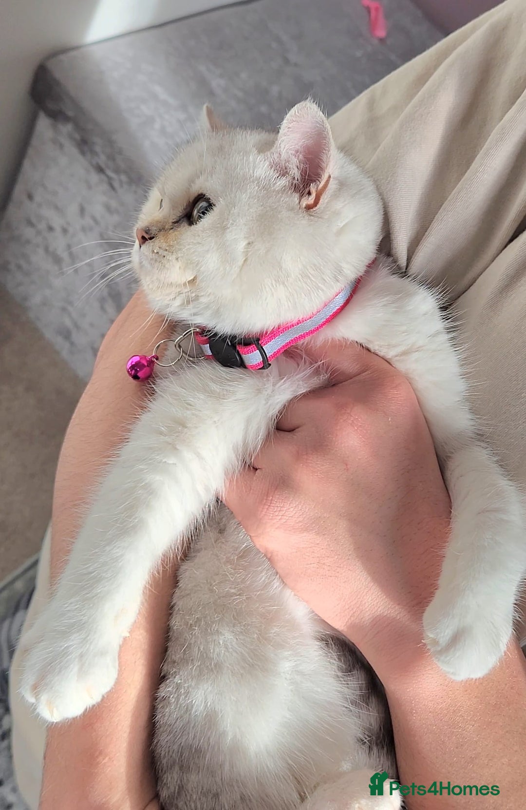 British Shorthair cats for sale: Amazing Quality Pedigree British Shorthair Kittens - Advert 7