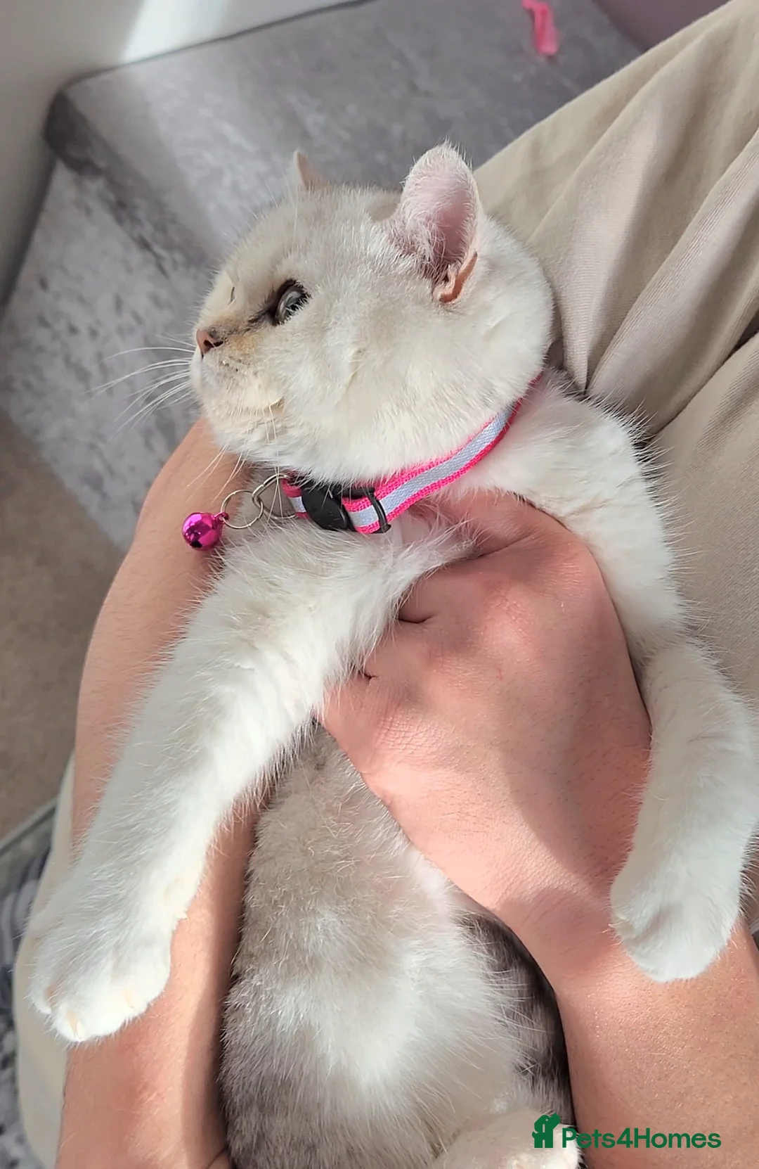 British Shorthair cats for sale: Amazing Quality Pedigree British Shorthair Kittens - Advert 7