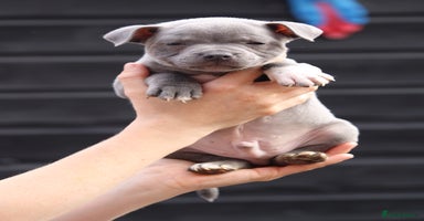 Staffordshire Bull Terrier dogs - Advert 3