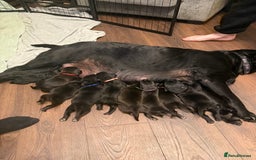 Mixed Breed dogs for sale: Mastador pups - Image 11