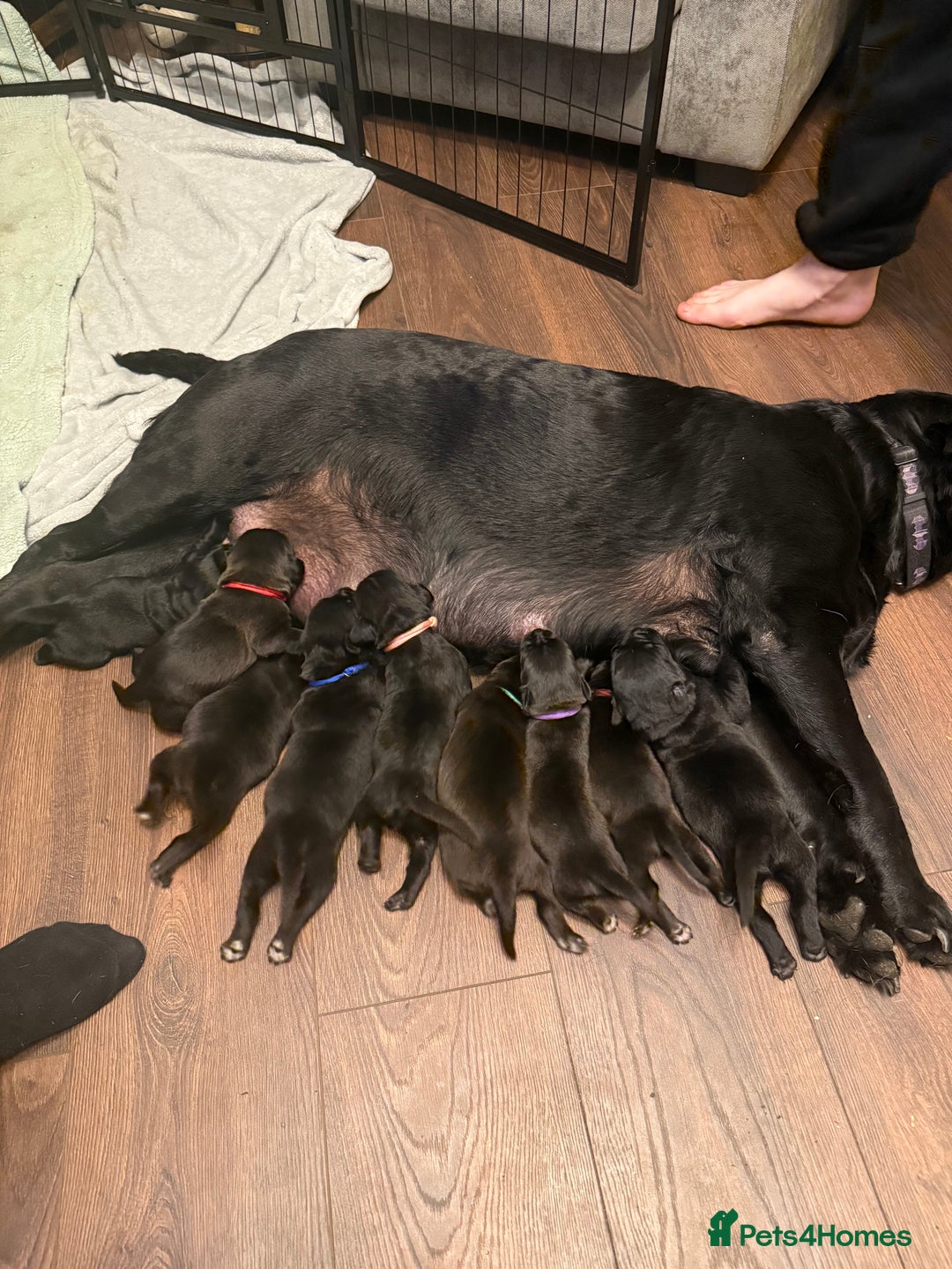 Mixed Breed dogs for sale: Mastador pups - Image 11