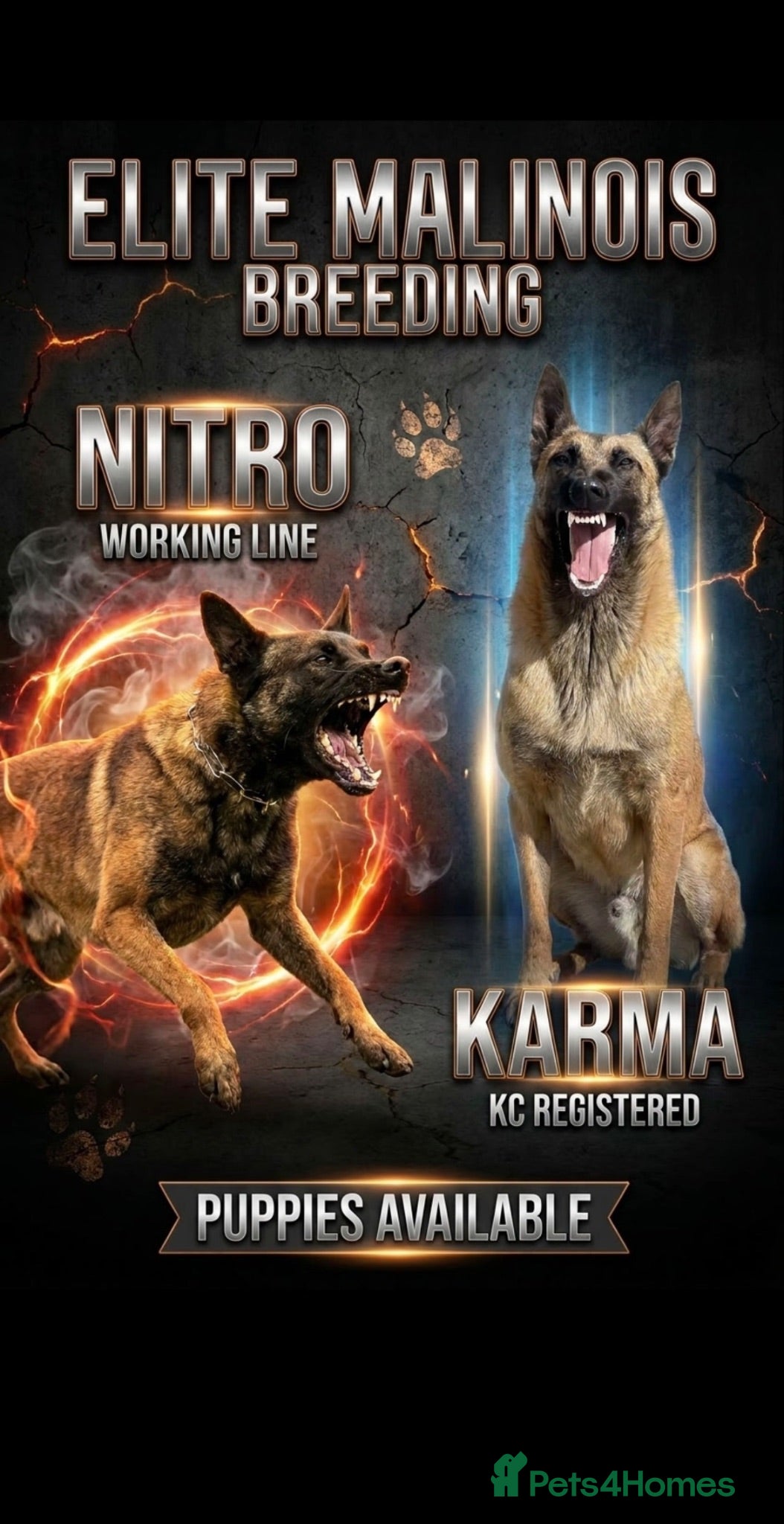 Belgian Shepherd Dog dogs KC Belgian Malinois Puppys for sale - Advert 2