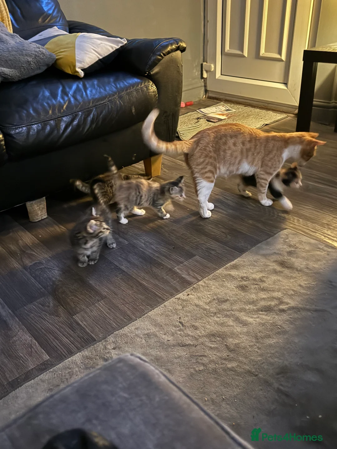 Domestic Shorthair cats for sale: 5 Beautiful Kittens – Ready 26th August 🐾 in Driffield - Advert 7