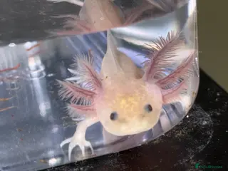 Axolotl reptiles Axolotl juveniles - Advert 2