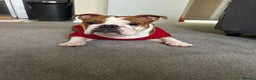 English Bulldog dogs for sale: English bulldog 1 year old for sale - Advert 6
