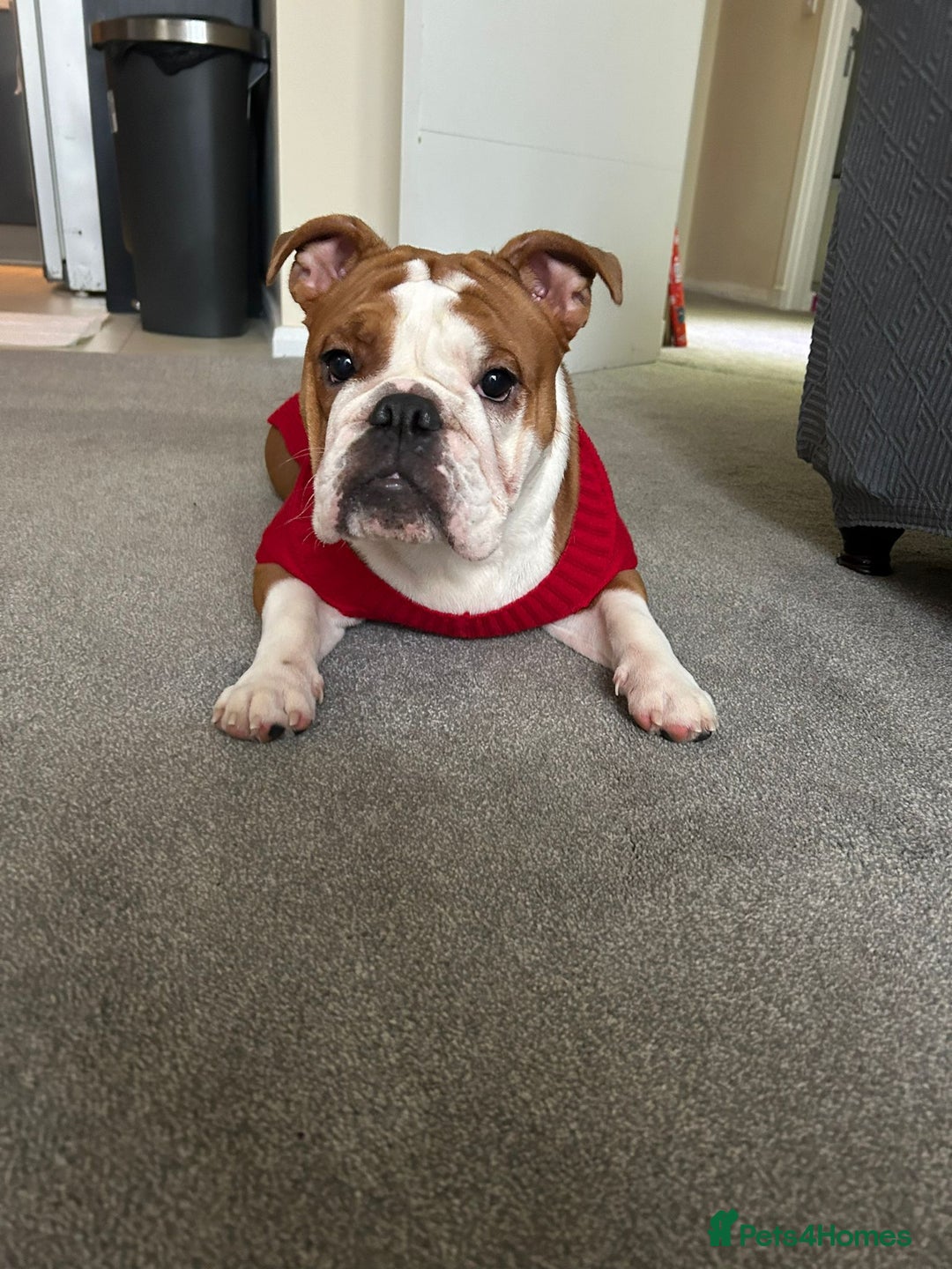 English Bulldog dogs for sale: English bulldog 1 year old for sale - Advert 6