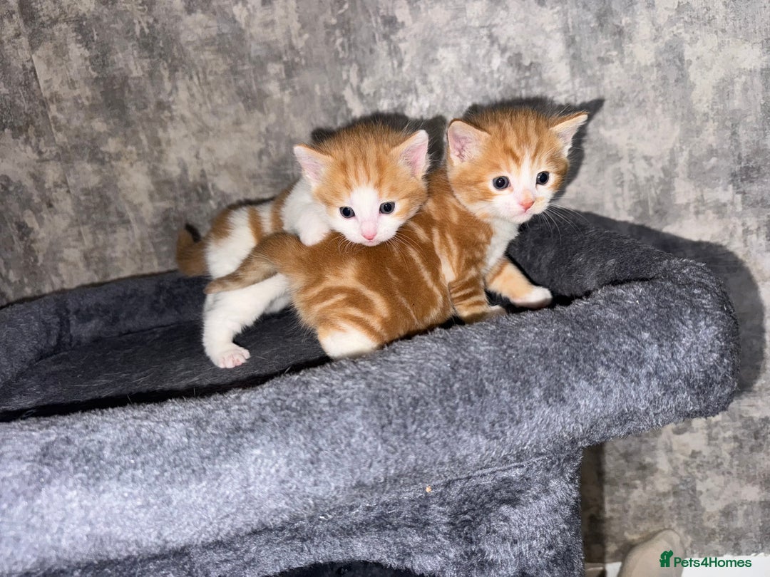 Domestic Shorthair cats for sale: Beautiful ginger and white kitten  - Image 6