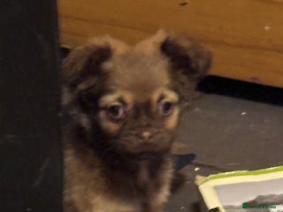 Chihuahua dogs 4 adorable male 3/4 chihuahuas - Advert 18