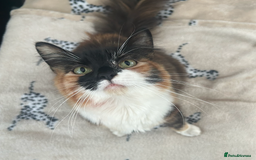 Ragdoll cats for sale: Meet Gizmo: Stunning Ragdoll Ready for Rehoming  - Image 4
