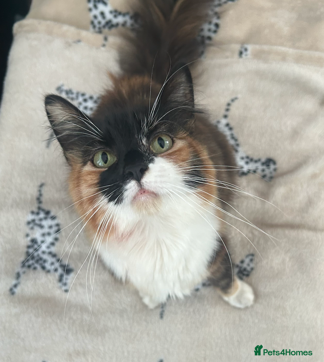 Ragdoll cats for sale: Meet Gizmo: Stunning Ragdoll Ready for Rehoming  - Image 4