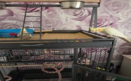 Cockatiels birds for sale: 2 lovely cockatiel with big cage - Image 4