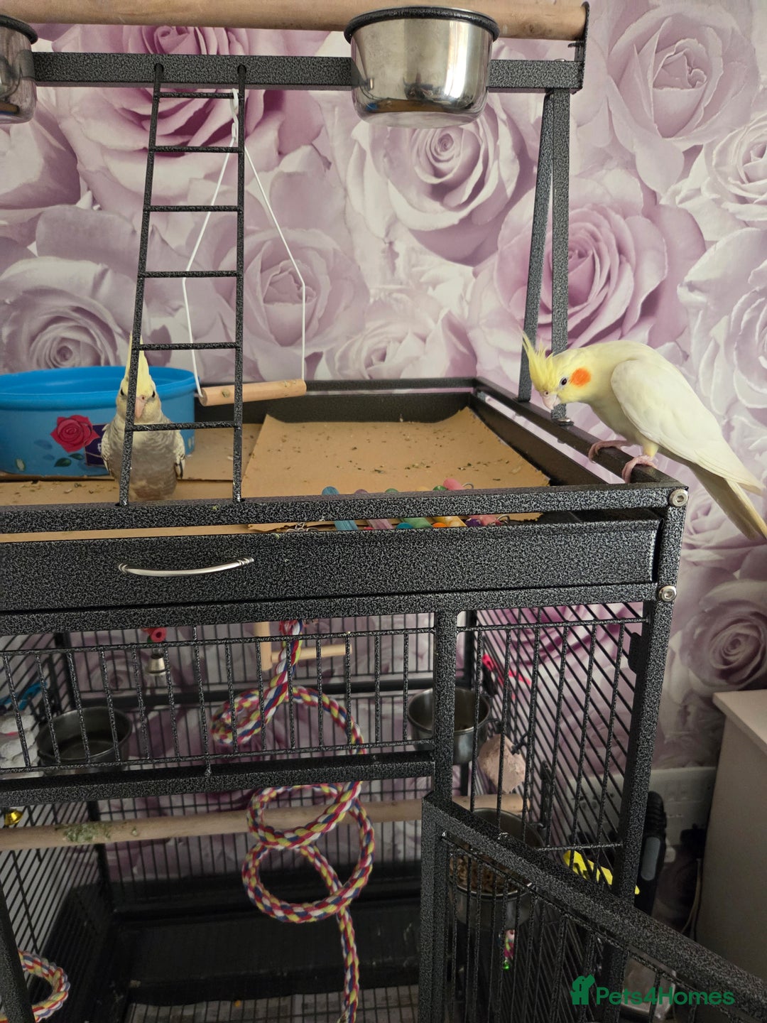 Cockatiels birds for sale: 2 lovely cockatiel with big cage - Image 4