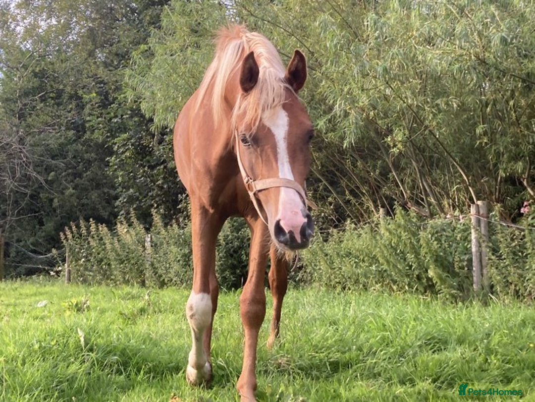 Arabian horse horses for sale: ARABIAN pb  - Image 4