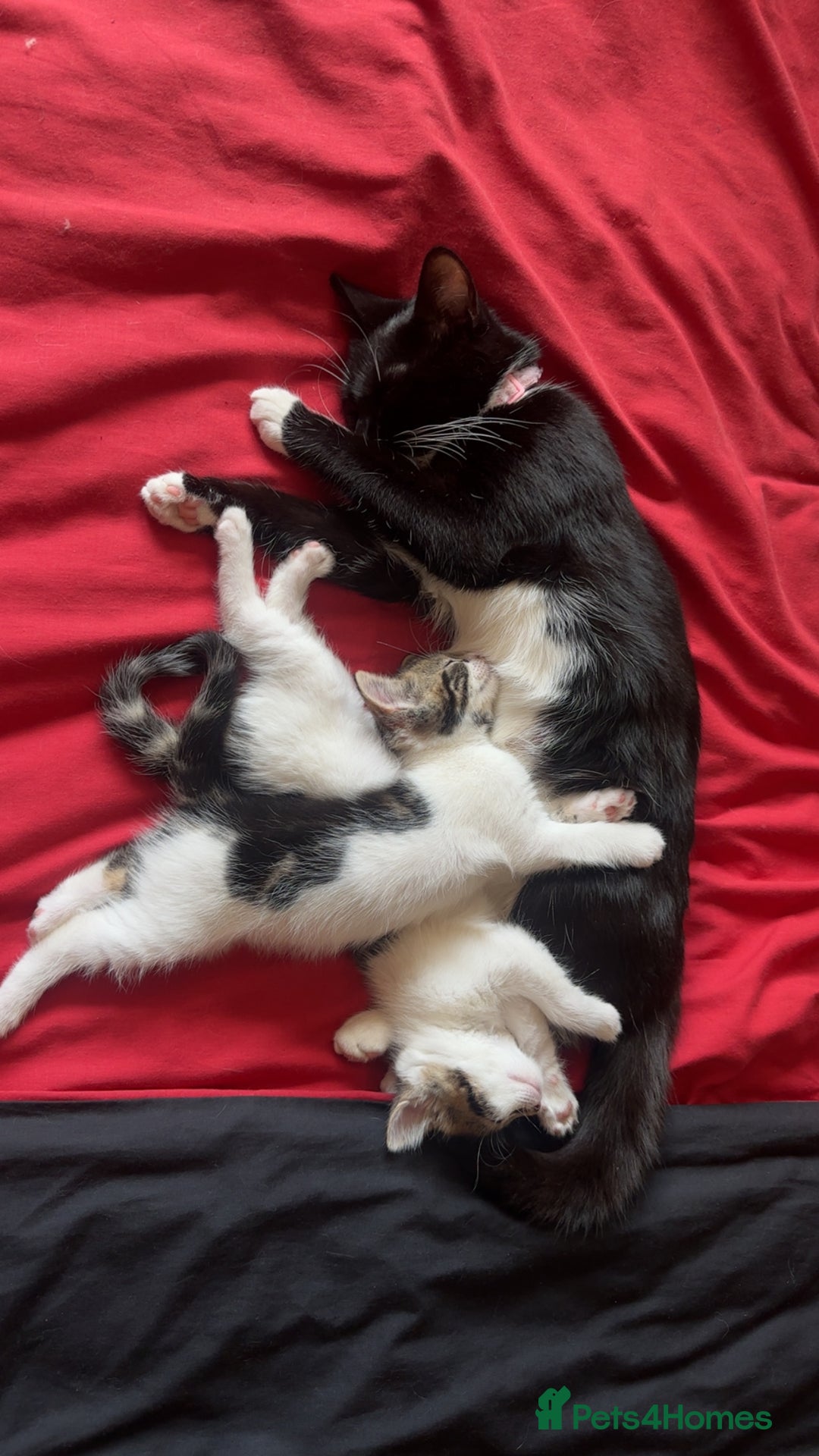 Mixed Breed cats for sale: FEMALE KITTEN READY TO COLLECT  - Image 4