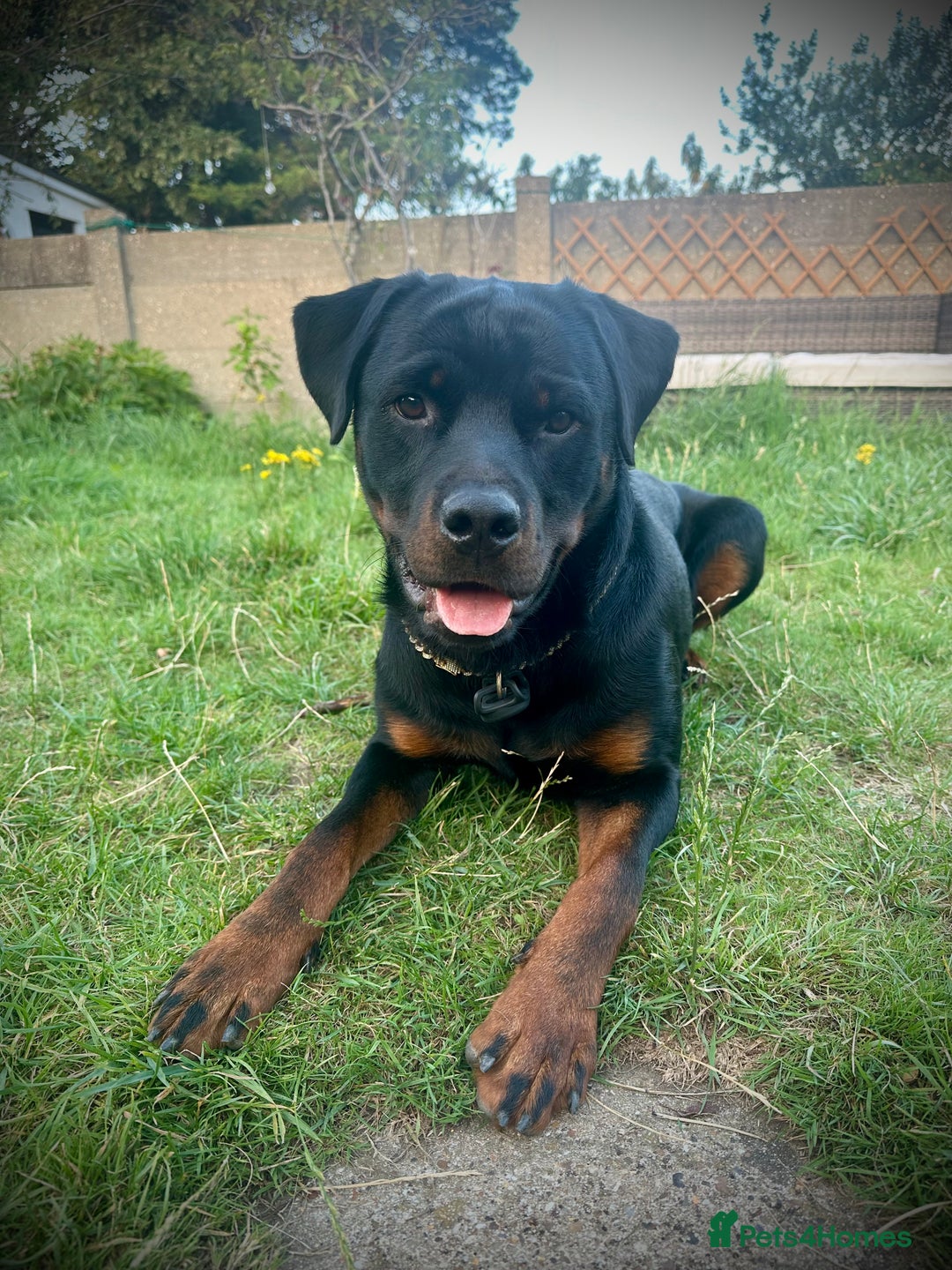 Rottweiler dogs for stud: Handsome Hugo - For Stud - Image 4