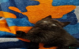 Scottish Fold cats for sale: Beautiful Scottishsh fold kittens  - Image 11