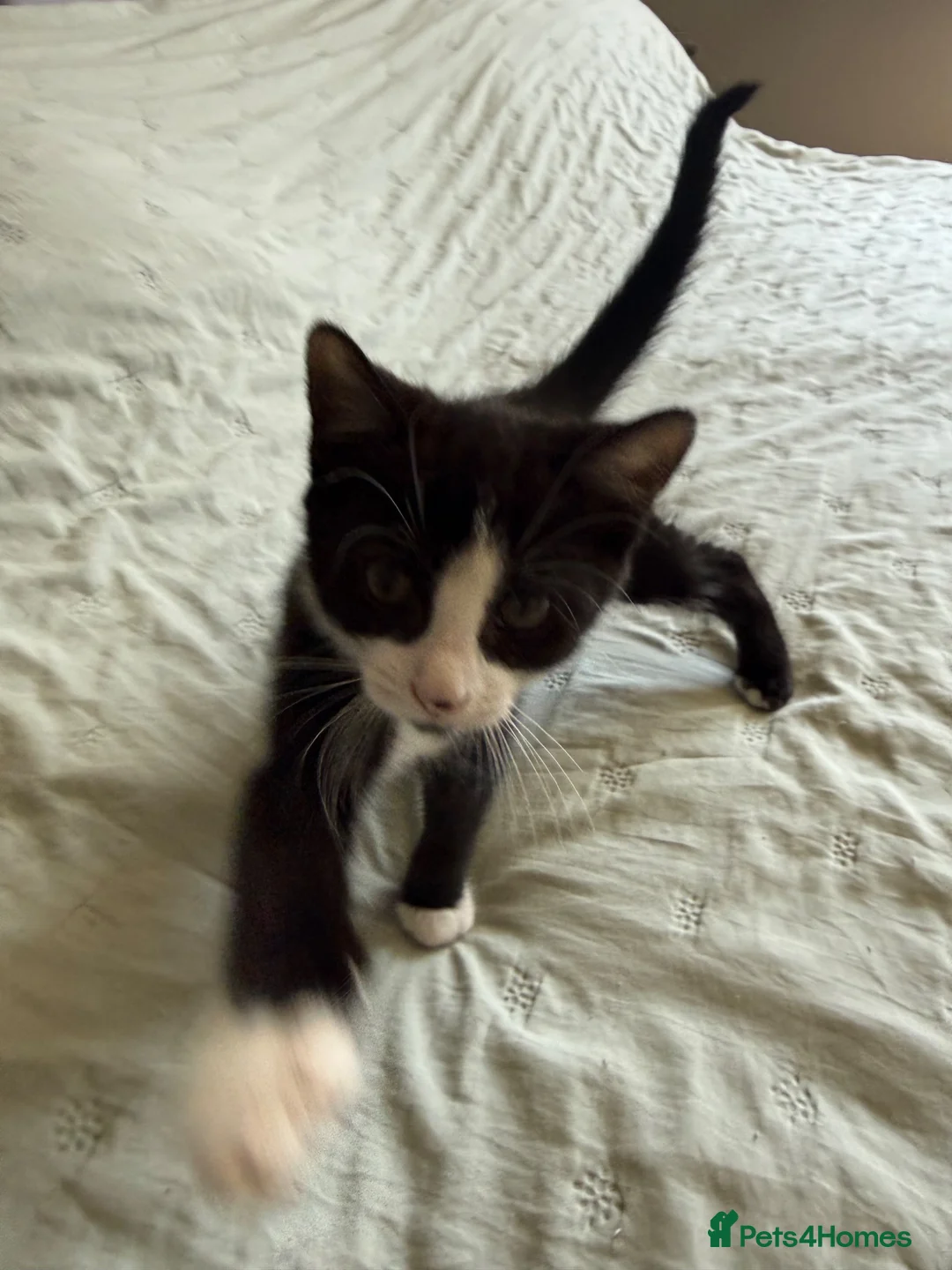 Mixed Breed cats for sale: Little kitty  - Advert 2