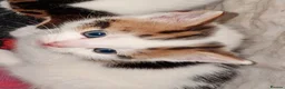 Mixed Breed cats for sale: Ready now Beautiful tabby kitties - Advert 2