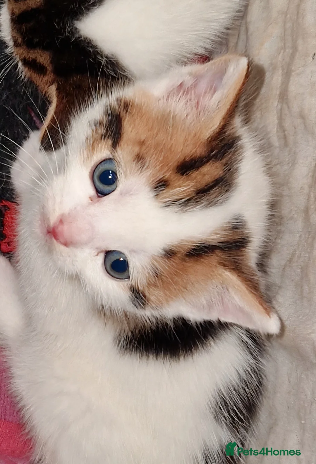 Mixed Breed cats for sale: Ready now Beautiful tabby kitties - Advert 2